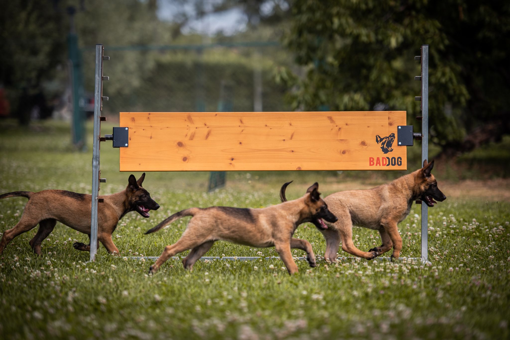 Cuccioli Malinois